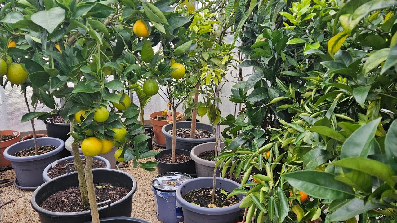 Gewächshausrundgang. Haben die exotischen Bäume den kalten Winter gut überstanden? Zitronee und Co.