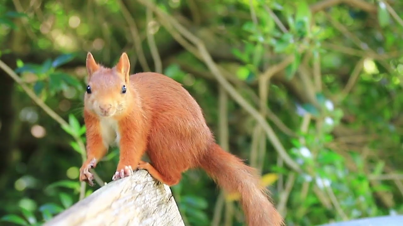 Eichhörnchen auf der Bank / Squirrels on the bench