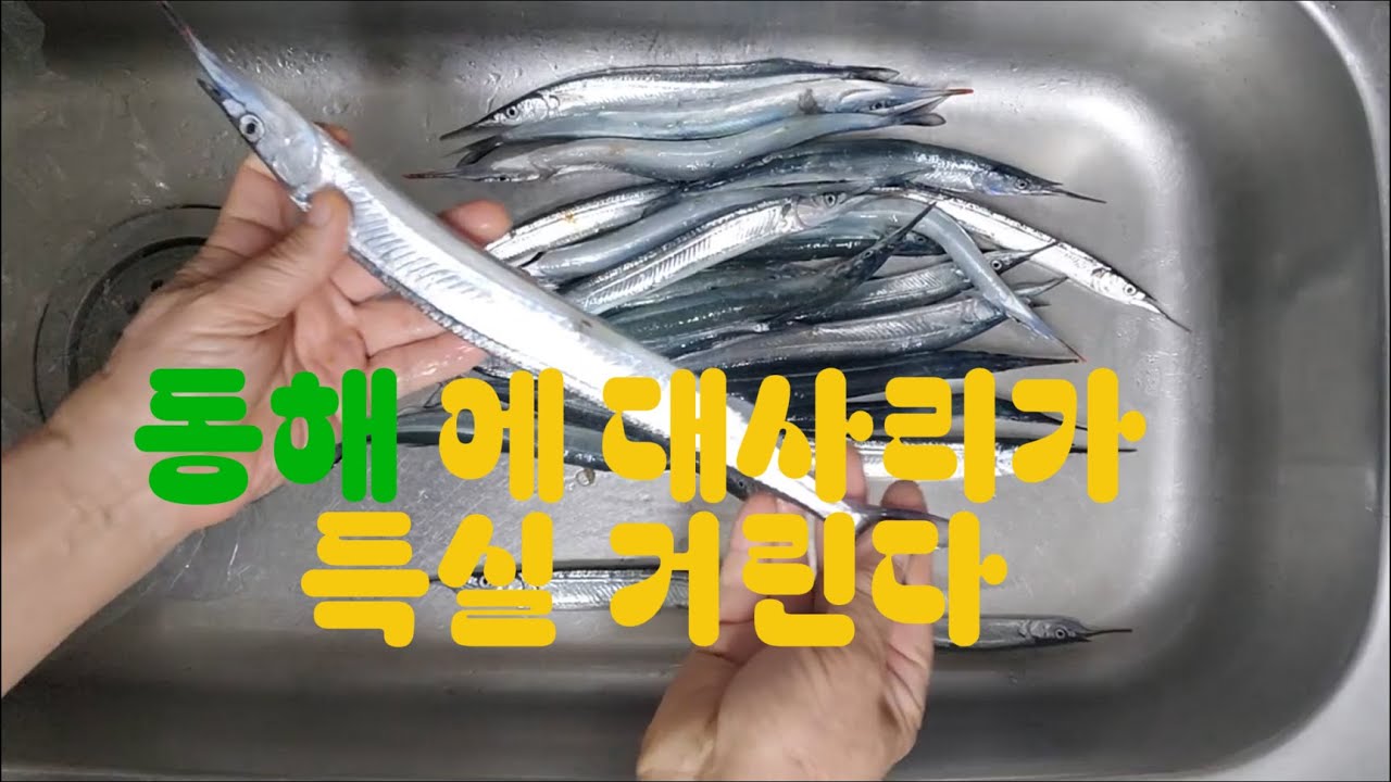 영덕권에 오사리 대사리 학꽁치