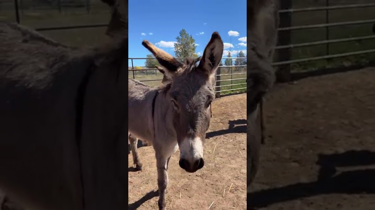 09-30-2025 Lunch with Our Long Ears