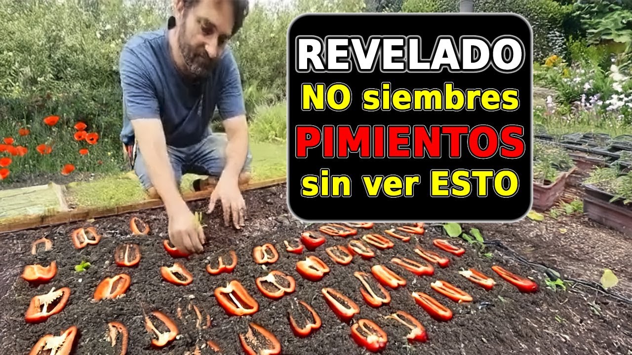 ¿Cómo sembrar PIMIENTOS? Todo Explicado (Sin Complicaciones) Guía Paso a Paso