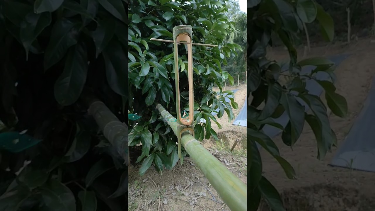 Pembuatan Perangkap Tupai Sederhana Dari Bambu 