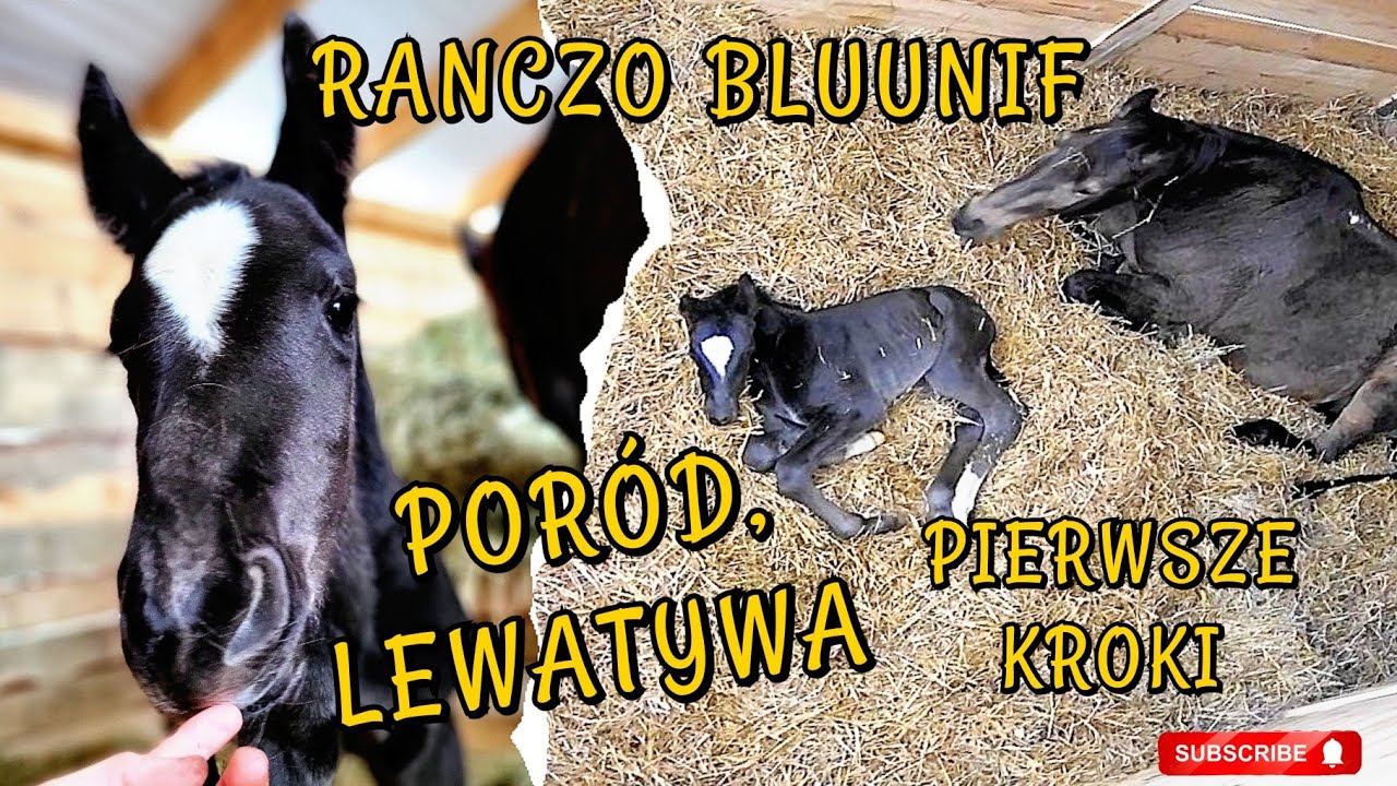 PORÓD KLACZY / KLACZ CZY OGIEREK? / PIERWSZE GODZINY ŻYCIA