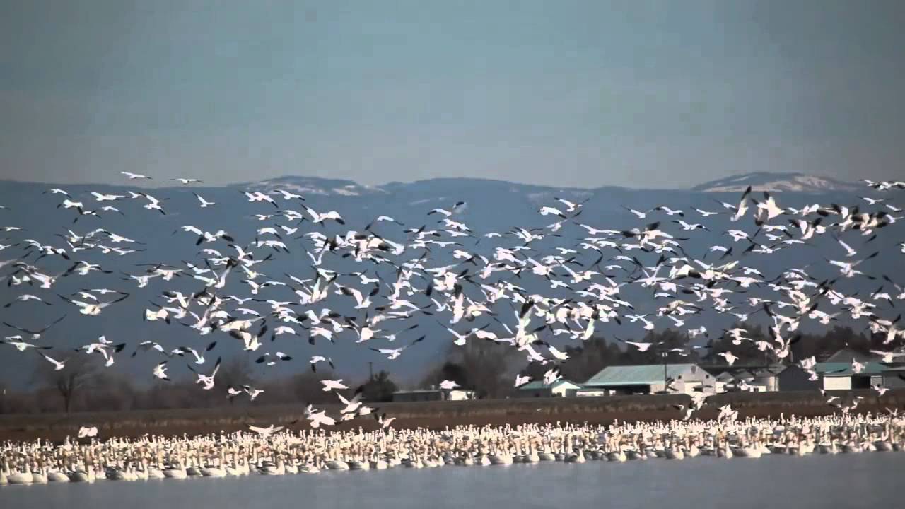 Sounds of the Snow Geese
