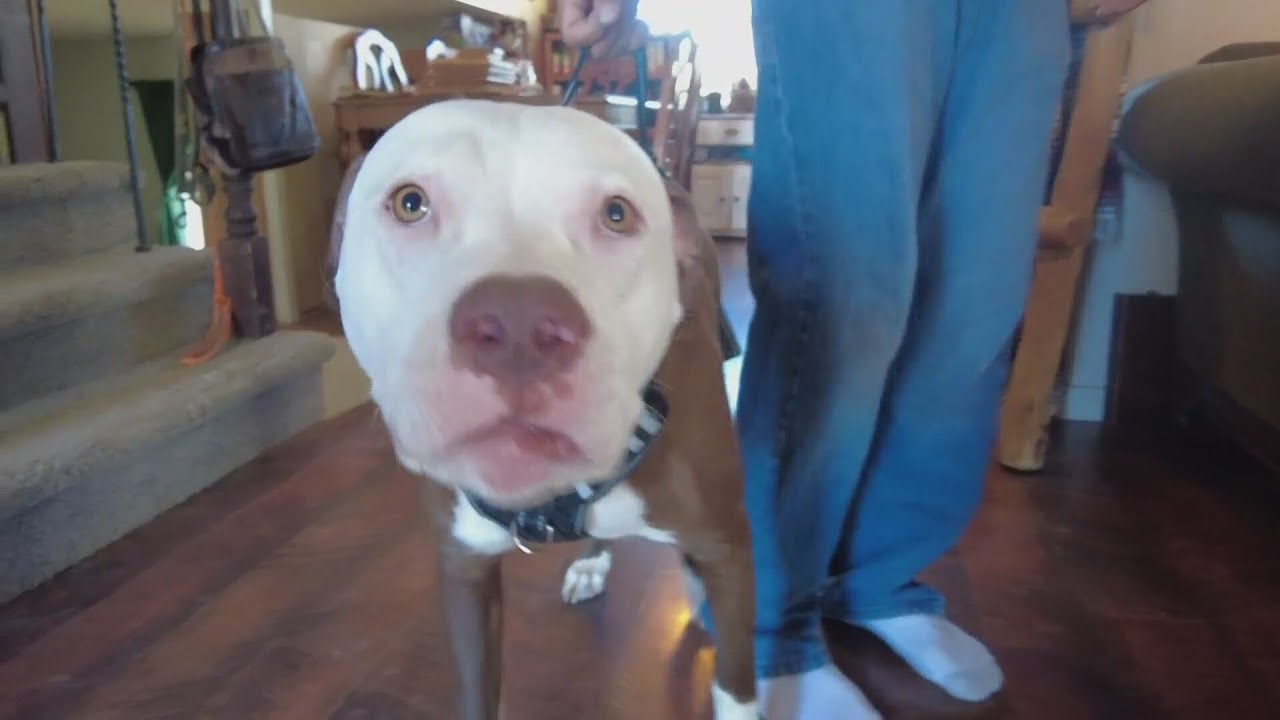 Court rules that ban on pitbulls must be reinstated in city of Aurora