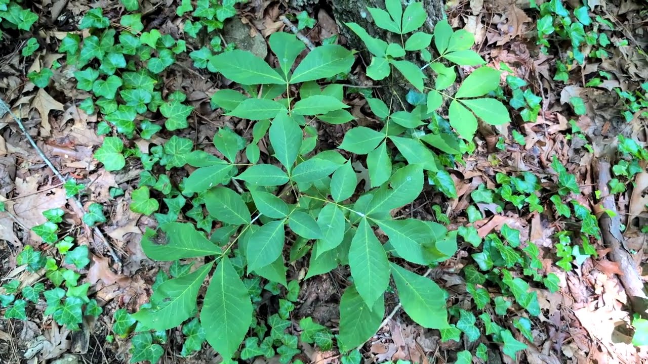 Leaves of Three