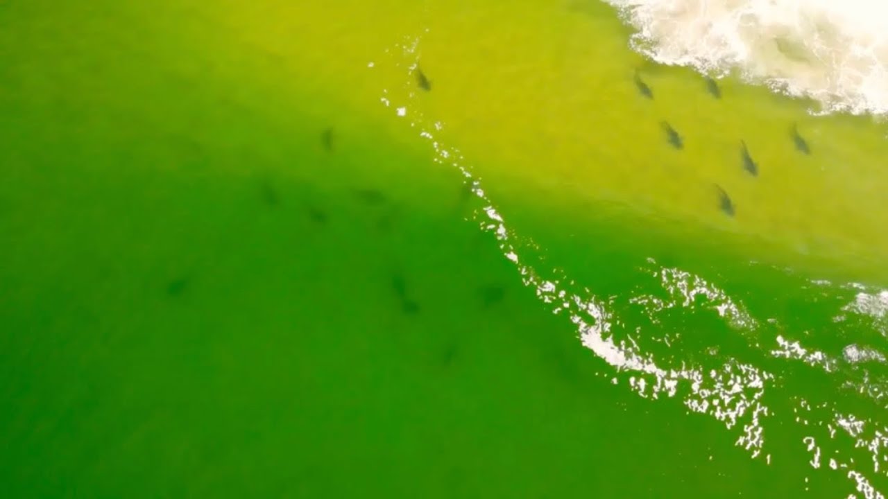 Big group of sharks Keurboomstrand - Plettenberg bay