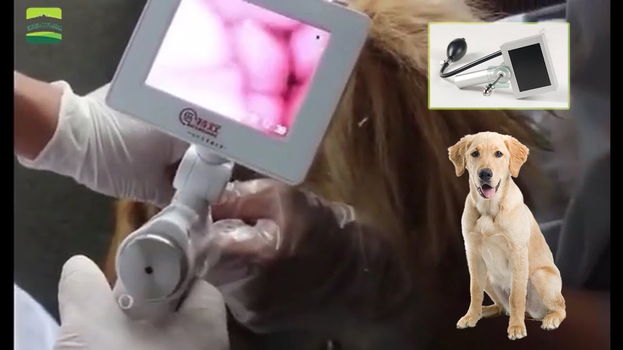 The latest upgraded canine Visible insemination gun - GREAT FARM