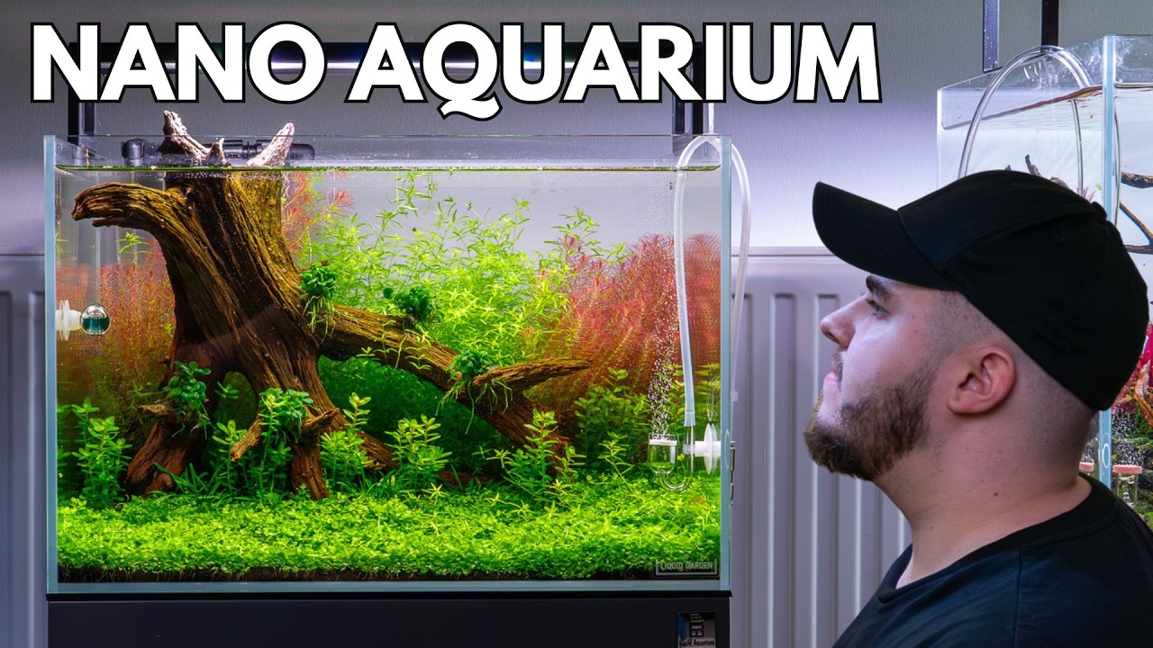 Kann ein Aquarium mit nur einer Wurzel spannend aussehen? (45cm Aquascape)