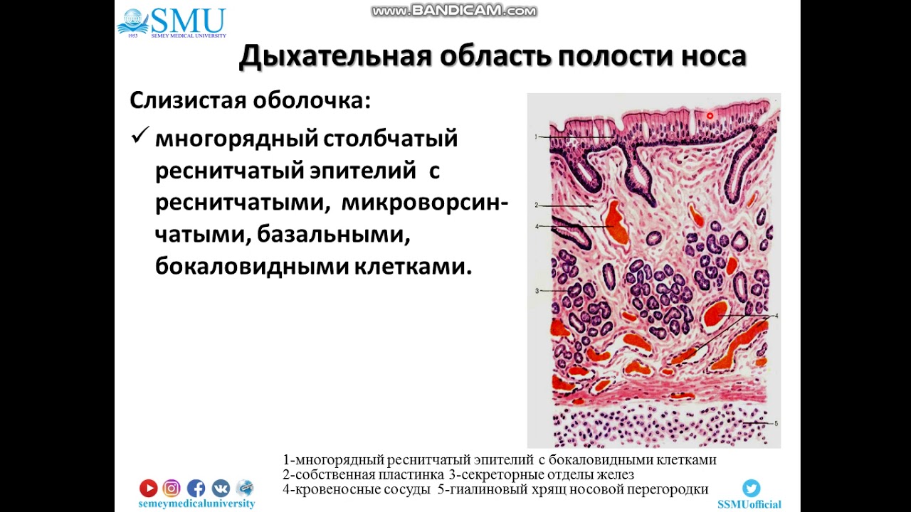 Лекция Гистология воздухоносных путей