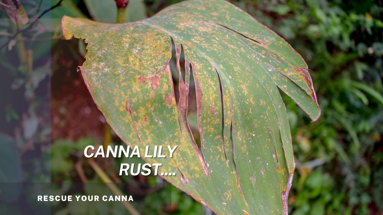 How to save your Canna lily | Canna Rust | Puccinia thaliae