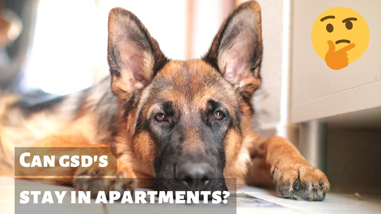 Can German Shepherd Dogs live in an Apartment?