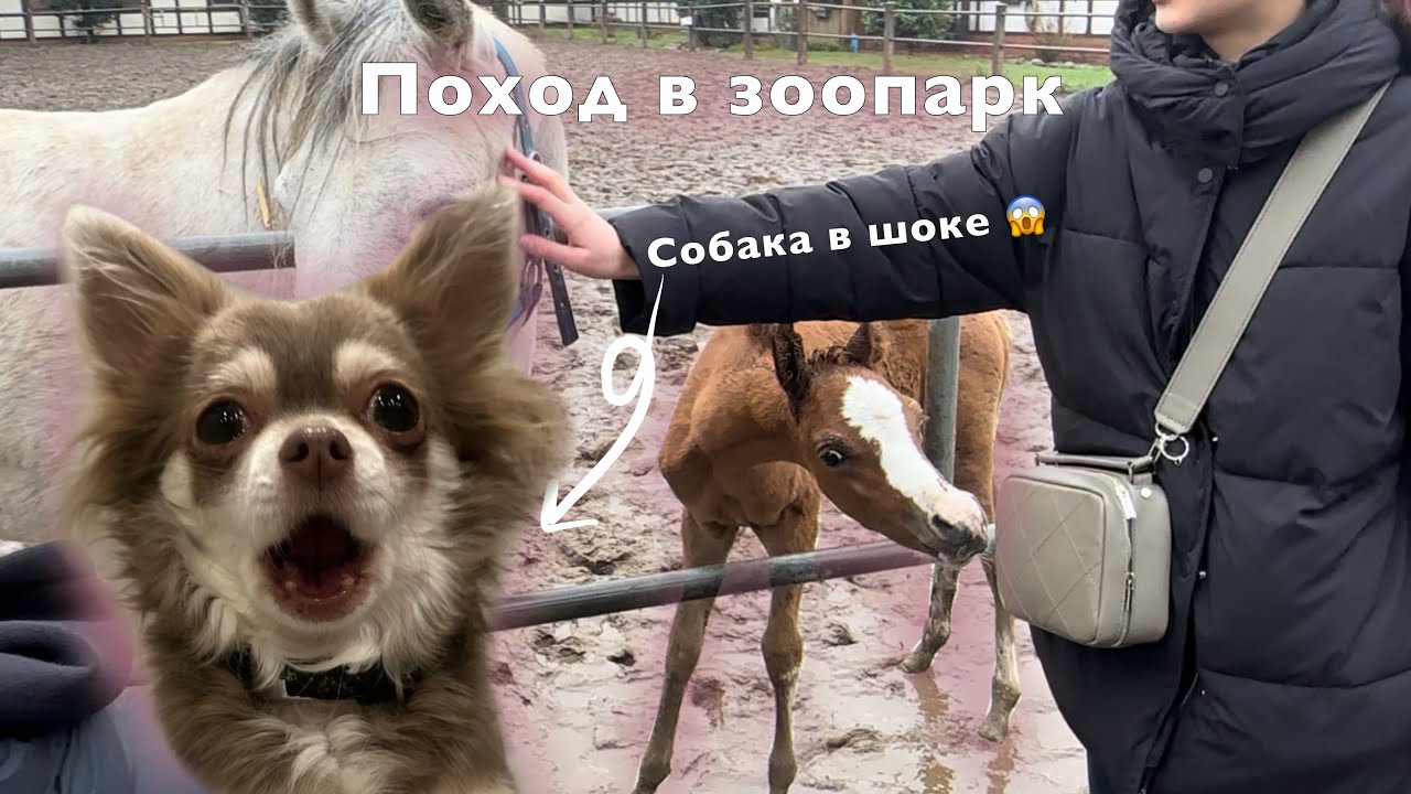 ЗООПАРК С СОБАКОЙ В ГЕРМАНИИ / АРАБСКИЕ ЛОШАДИ И ЖЕРЕБЯТА 🙊
