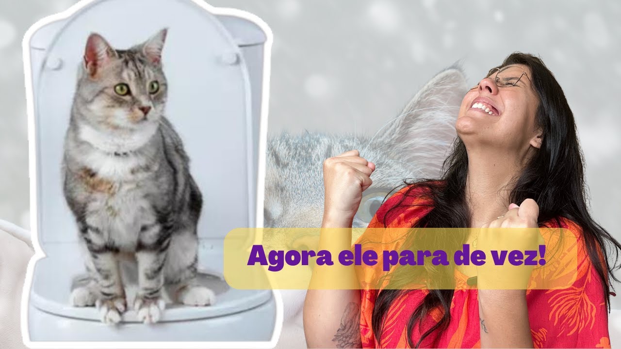 Por que os gatos fazem xixi pela casa? Como resolver de uma vez por todas? - doença ou território