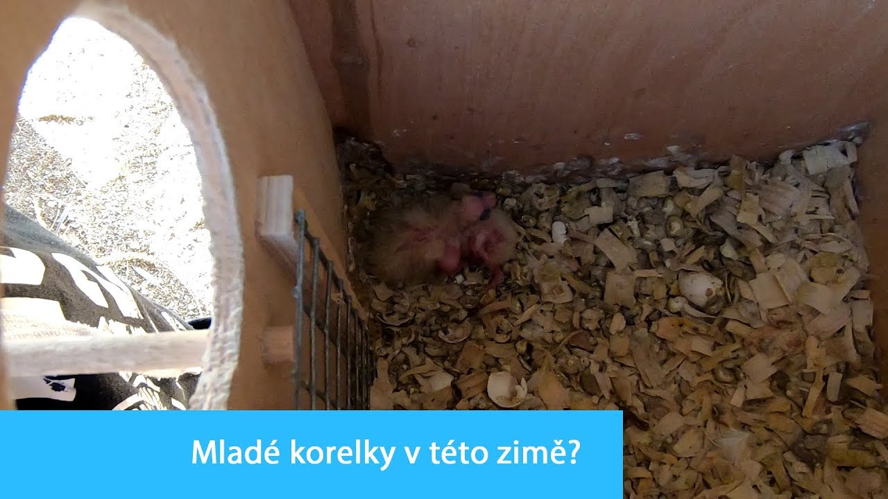 Mladé korelky v této zimě?