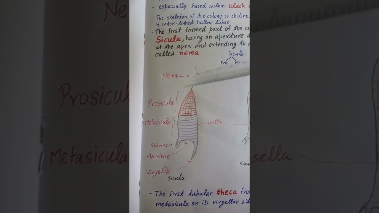 Graptolites Fossil Palaeontology #geology #bihar_news #bihar_government_news