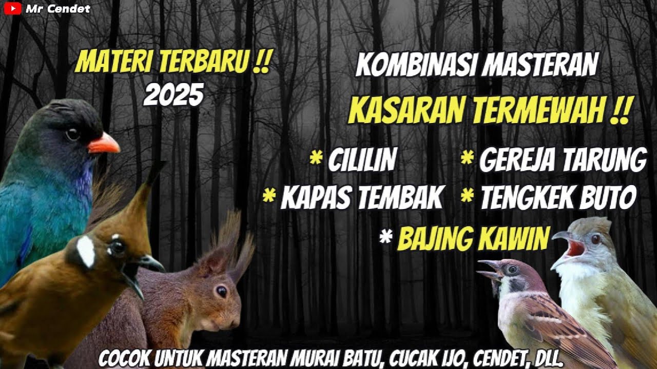 KOMBINASI MASTERAN KASARAN TERMEWAH..!!!CILILIN, GEREJA TARUNG, KAPAS TEMBAK, TENGKEK BUTO !!