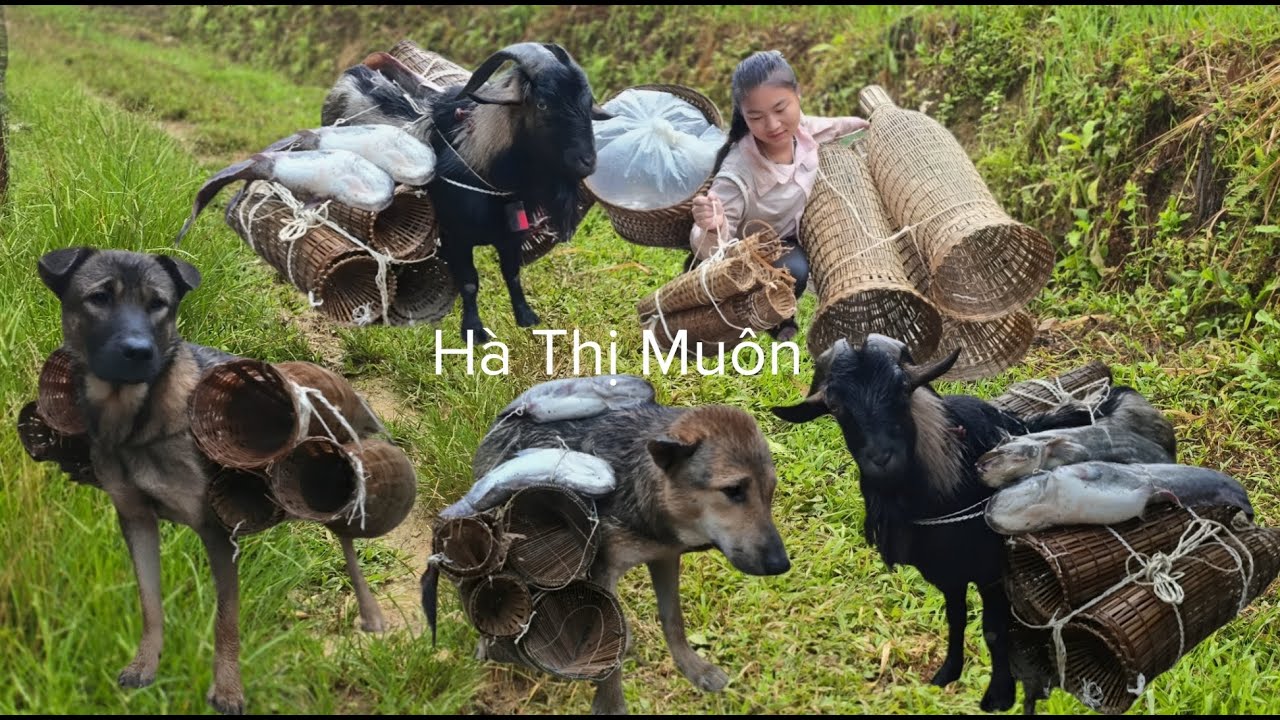 Vietnamese girl and dogs, goats trap fish with bamboo baskets and pick bamboo shoots in the forest