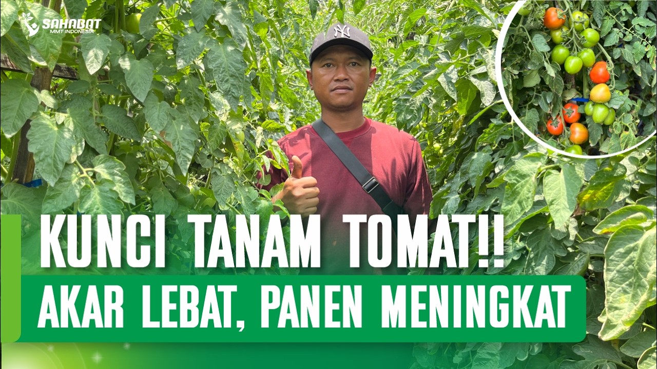 AWAL PANEN SUDAH 2 TON! INI STRATEGI TANAM TOMAT DI LAHAN BARU