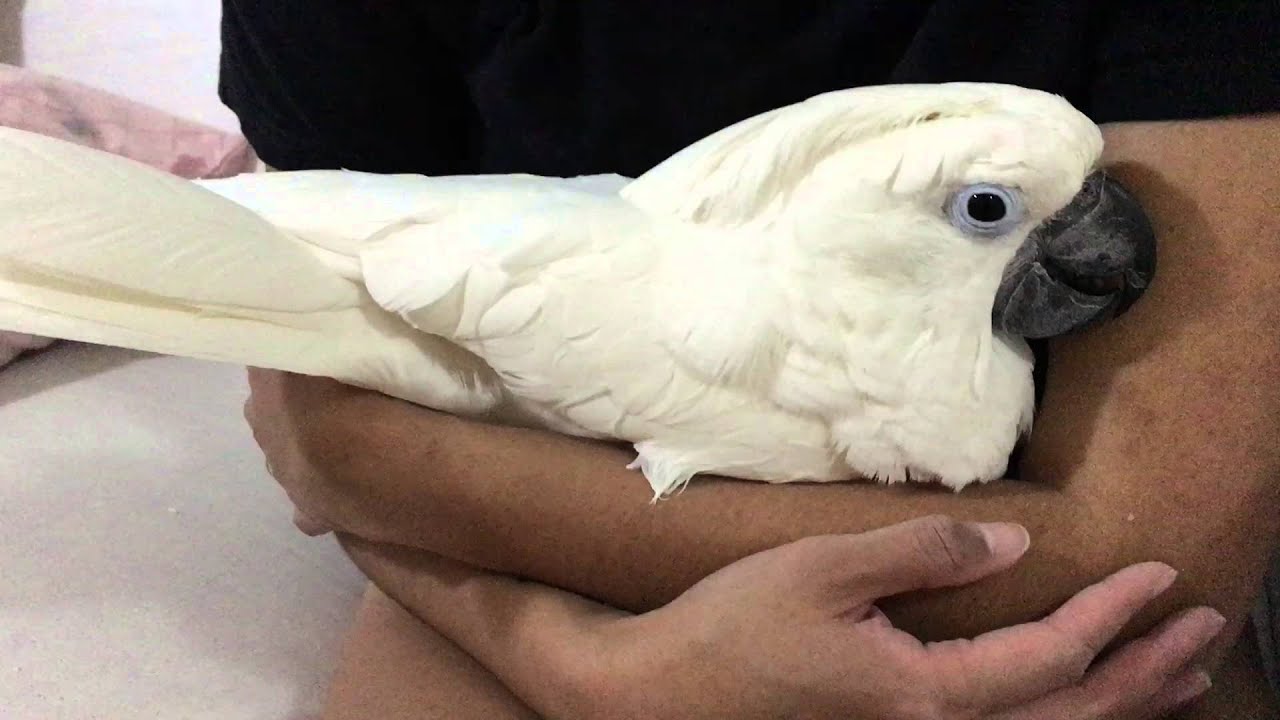 Cockatoo cuddling so adoreble