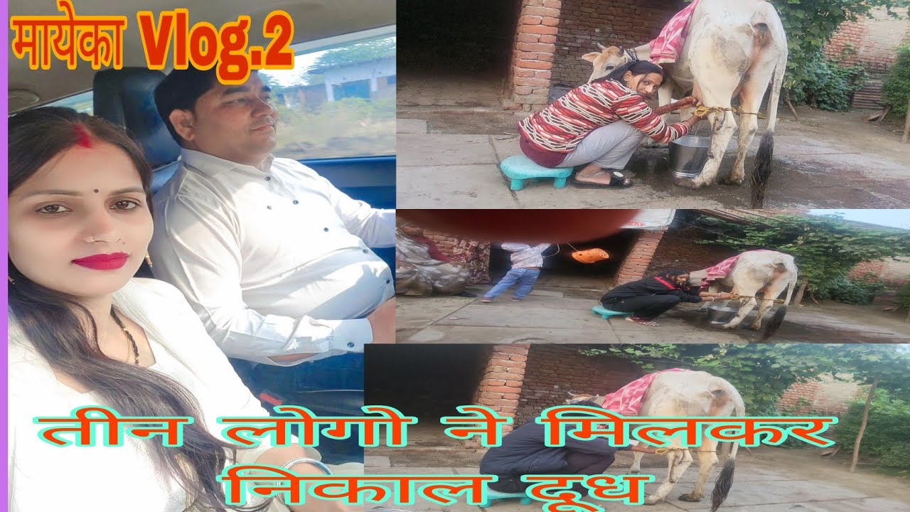 हमारी गाये 😔बिमार हो गई 🐄बहुत ज्यादा तीन लोगे ने मिलकर दूध निकाला 