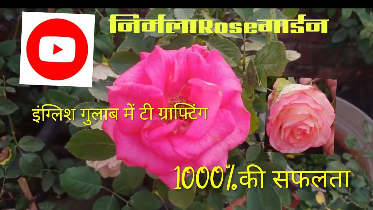 इंग्लिश गुलाबके🌳🌹 में ग्राफ्टिंग कैसे करें🌳🌹