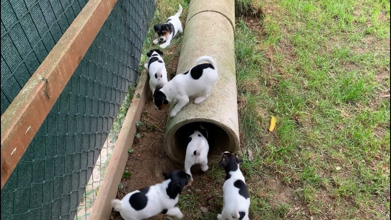 DER GANZ NORMALE WAHNSINN! Parson Russell Terrier vom Woisbach, D-Wurf, 15.9.-19.9. (6. Woche)