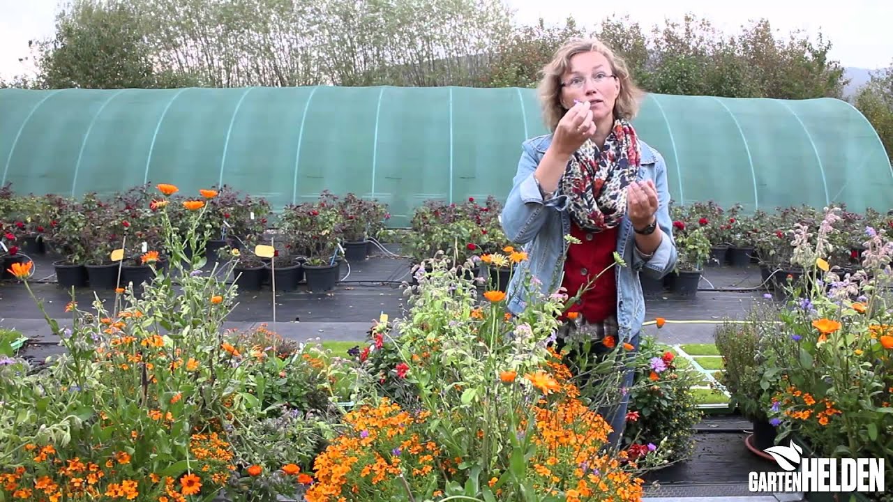 Essbare Blüten - Blumenkästen für den Balkon Teil 4 - gartenHELDEN 151