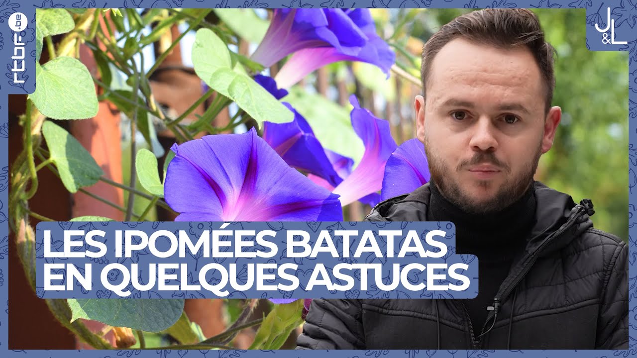 Ipomées batatas : culture et entretien de ces belles plantes exotiques | Jardins et Loisirs