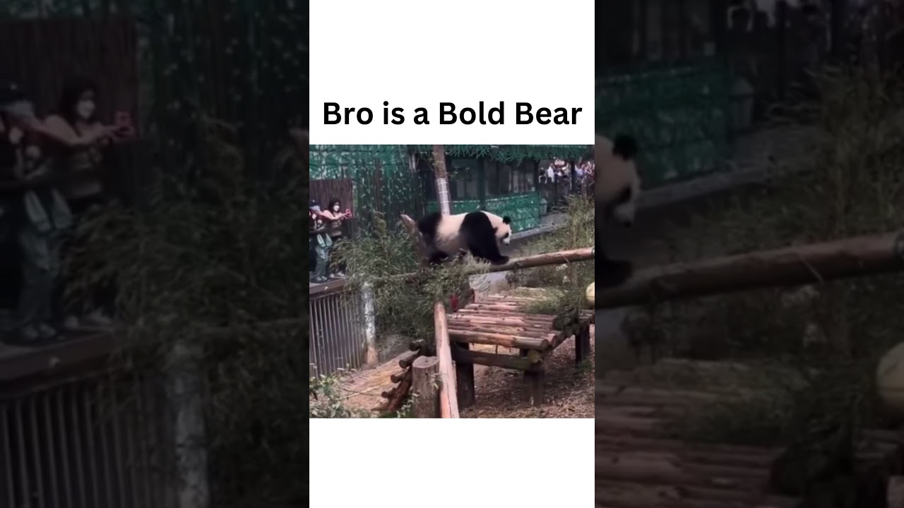 Bro is a Bold Bear #viral #youtubeshorts #trending #panda