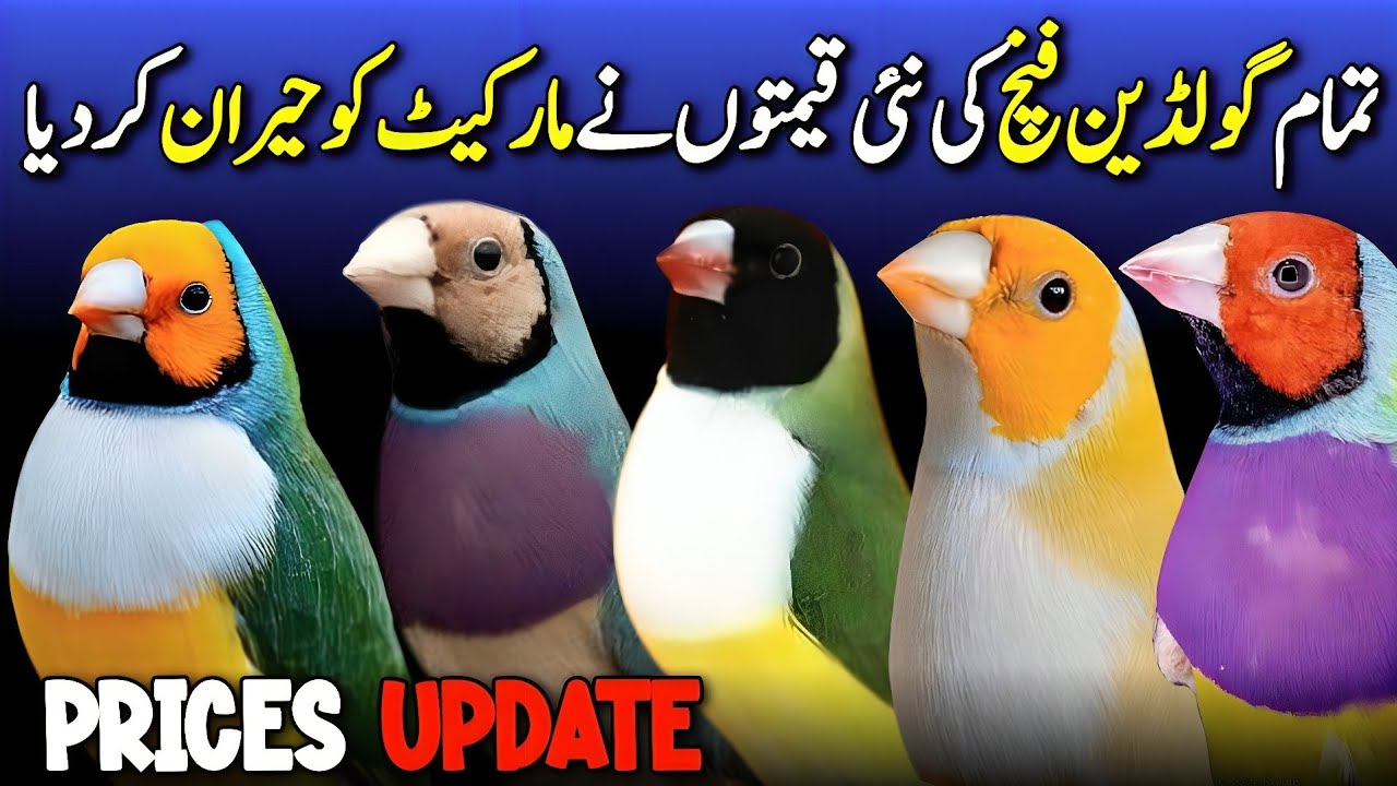 gouldiyan finch latest price update | gouldiyan price in pakistan | finches price in pakistan 2025
