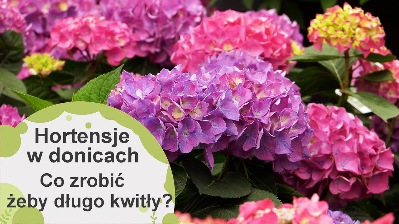 Hortensje w donicach. Jak dbać o hortensje zakupione wczesną wiosną a jak te które zimowaliśmy?