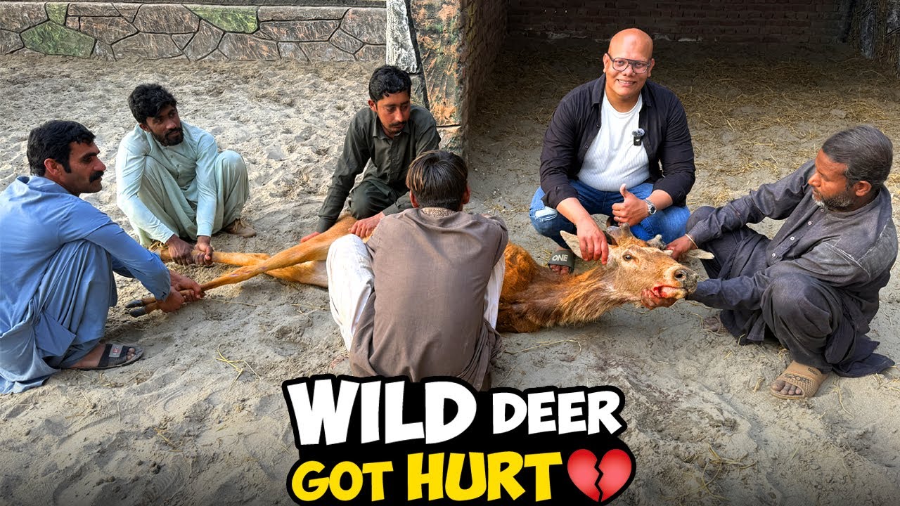 Ye Deer Ko Kya Ho Gaya? 🦌 | Coco Ki Hair Brushing Kar Di ✂️✨ | BT Farm Stories