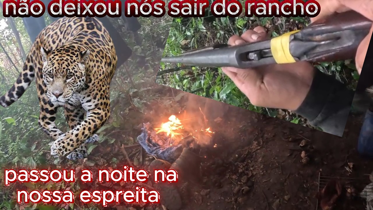 Fomos para a varrida no inverno, aconteceu o inesperado a onça pintada nos encurralou no rancho 🐆