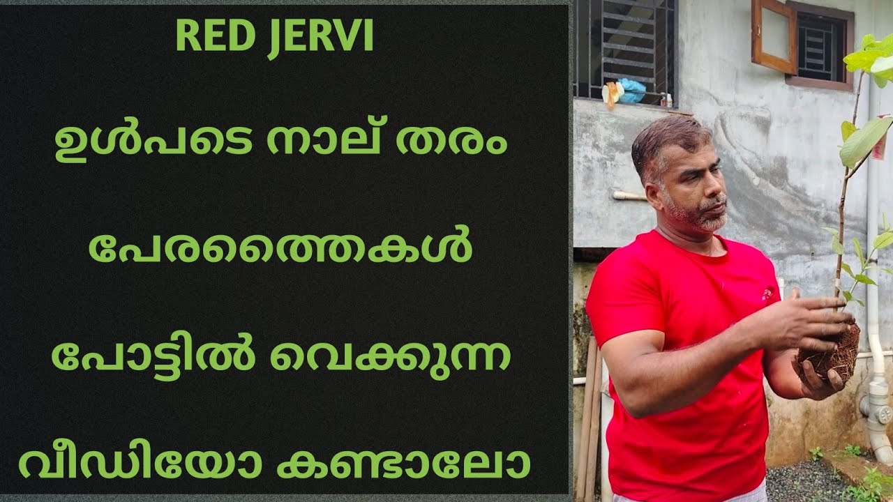 പേരകളിൽ(Guava) നിർബന്ധമായും വെക്കേണ്ട പേരകൾ.Red Jervi, Red Dimond,Arka kiran, Rain Forest Guava🍐