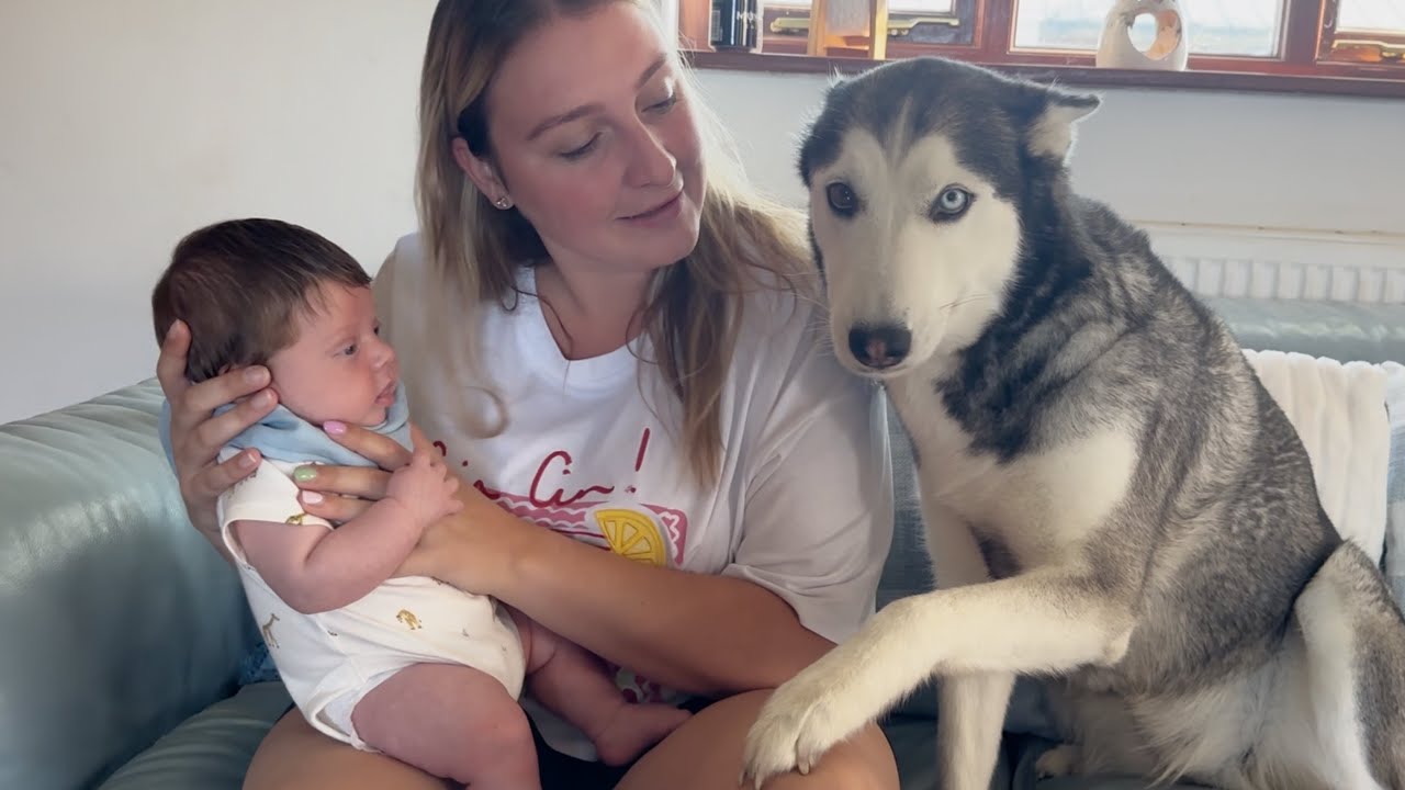 Husky Meets New Baby!🥹. 