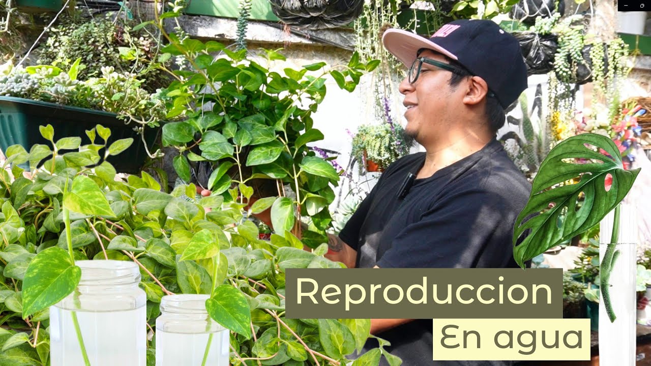 Reproduce Tus PLANTA de VINCE MACULATA en AGUA - como reproducir plantas en agua con este ENRAIZANTE