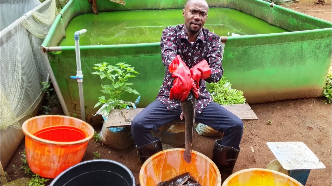 Is Fish farming a Lucrative Business| Catfish farming| Feeding fish | Making money from fish farming