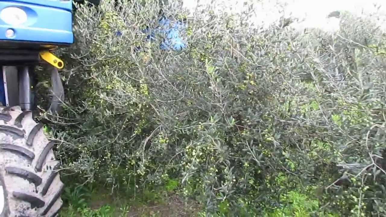 RACCOLTA MECCANIZZATA SU OLIVETO SUPERINTENSIVO ITALIANO