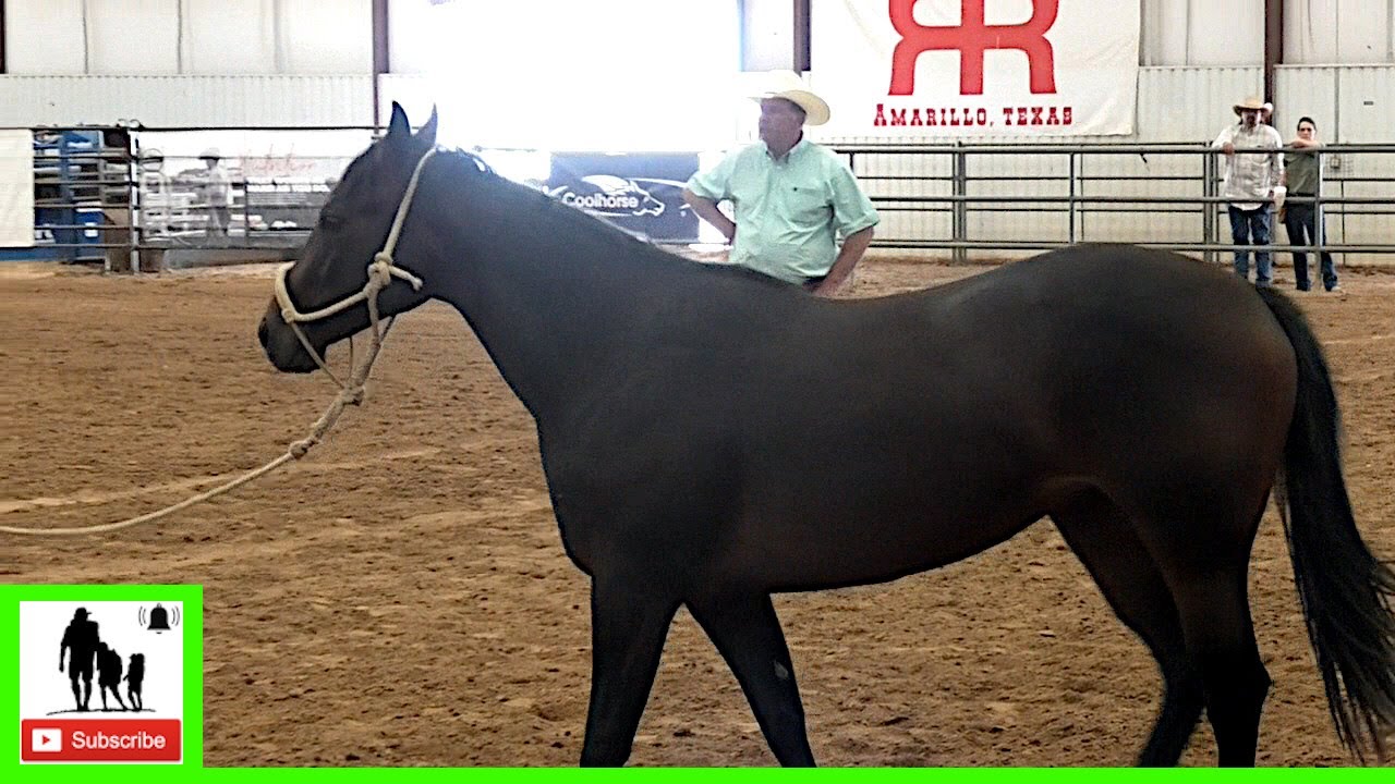 Quarter Horse Fillies Auction - 2020 Coolhorse Colt Starting Challenge