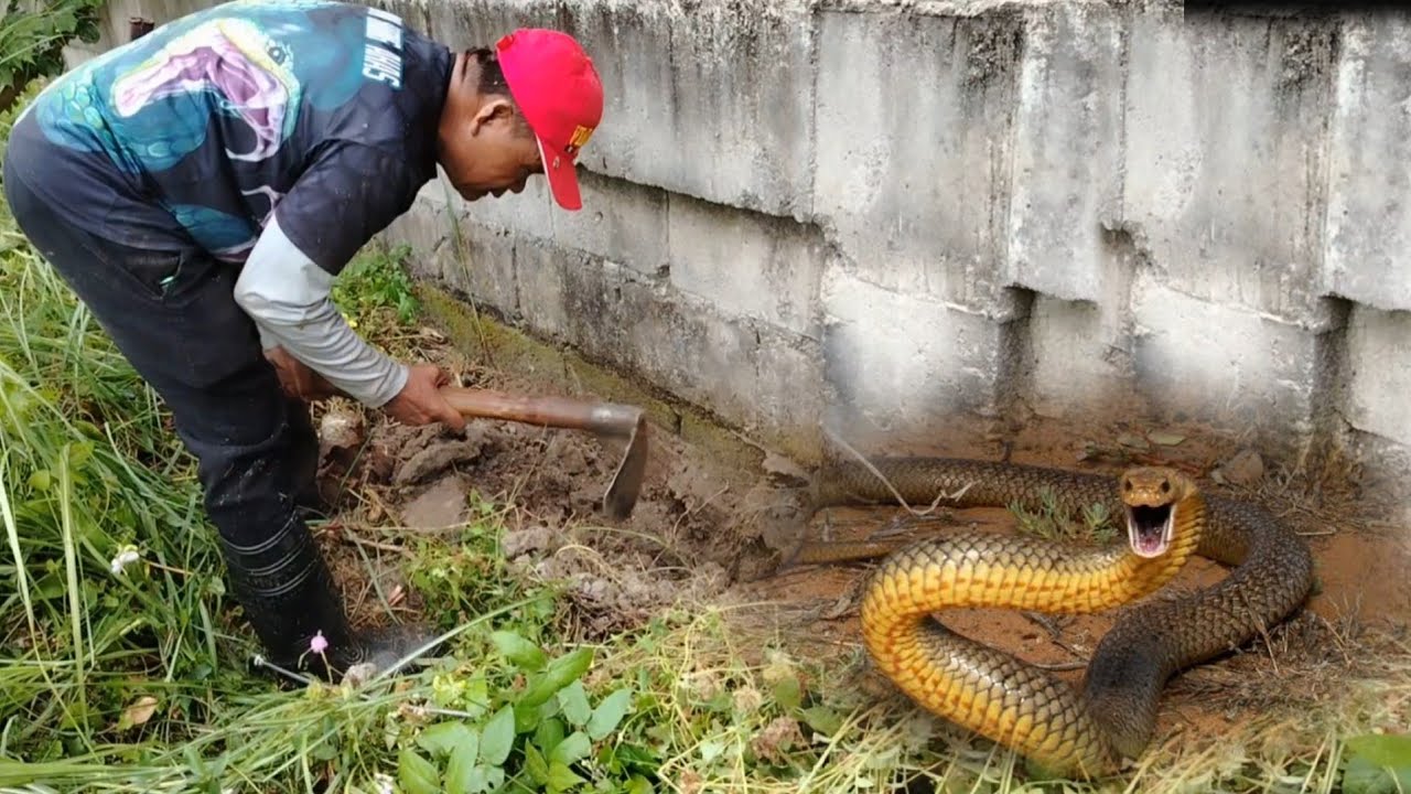 Malaking pinag balatan ng Cobra sa gilid ng bakod naka balagbag