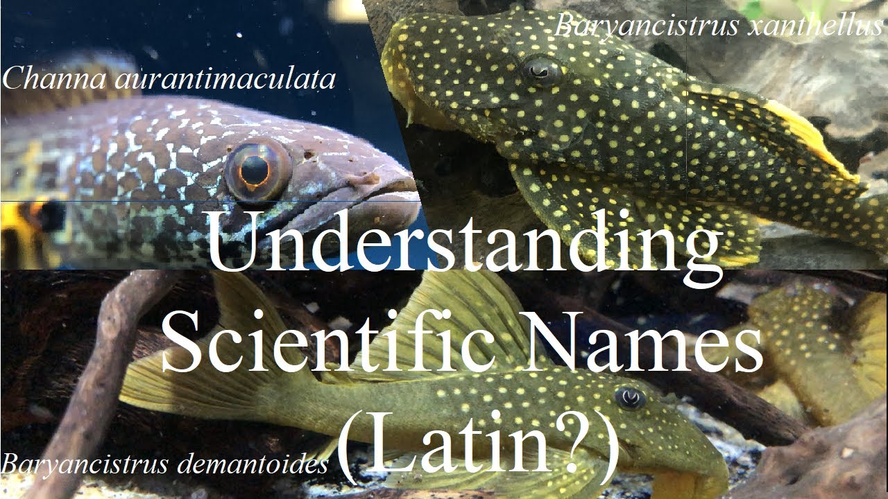 Understanding Fish Scientific (Latin?) Names ~ L Numbers, pleco, aquariums
