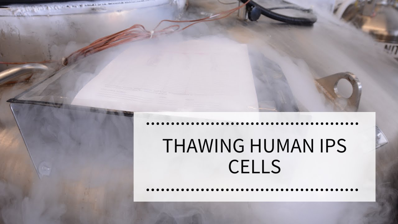 Thawing Human iPS Cells | REPROCELL
