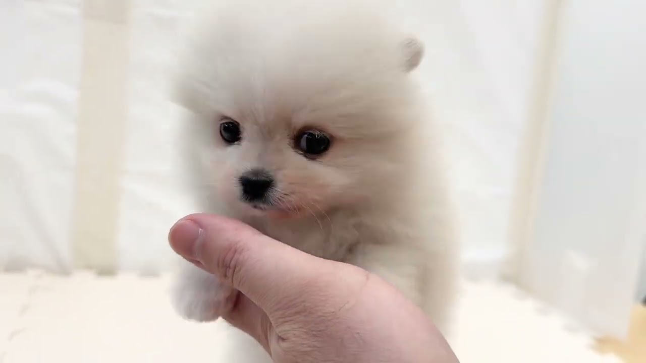 【ポメラニアン】小熊？たぬき？ぬいぐるみ？マルワンプレミアムのポメラニアンがマルワン下丸子店にやってきた！