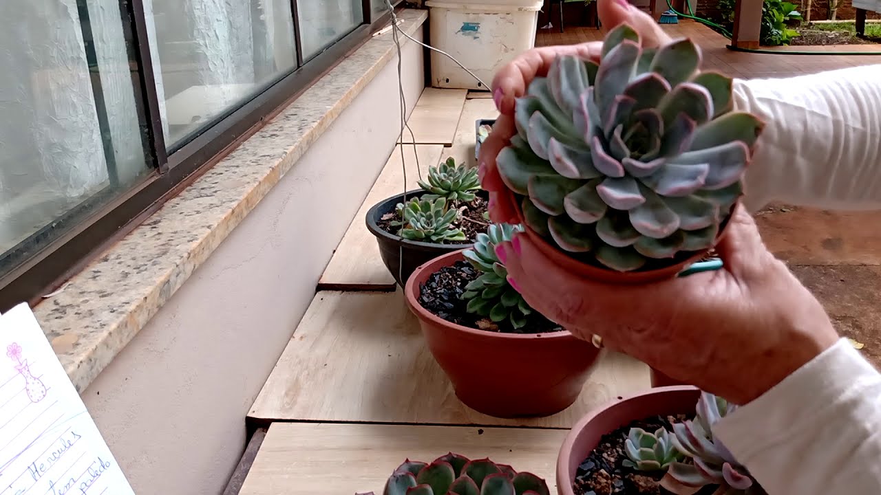 Como cultivar as  echeverias Hércules, a Orius, Pulidonis