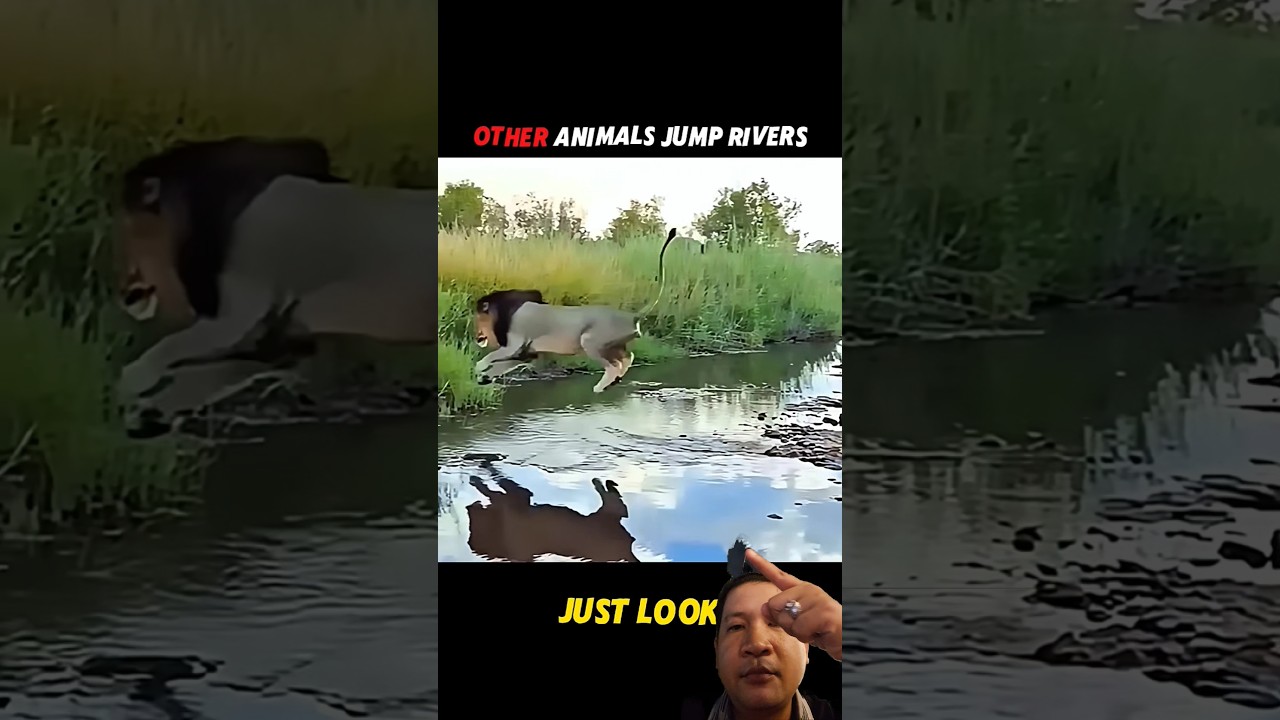 unbelievable animals jump river #shorts #0078