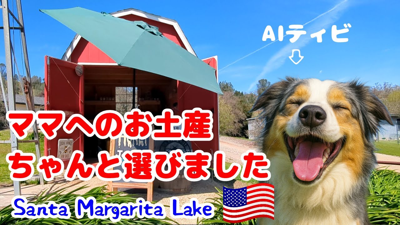 愛犬とゆるゆるキャンプ最終日【オーストラリアンシェパード】