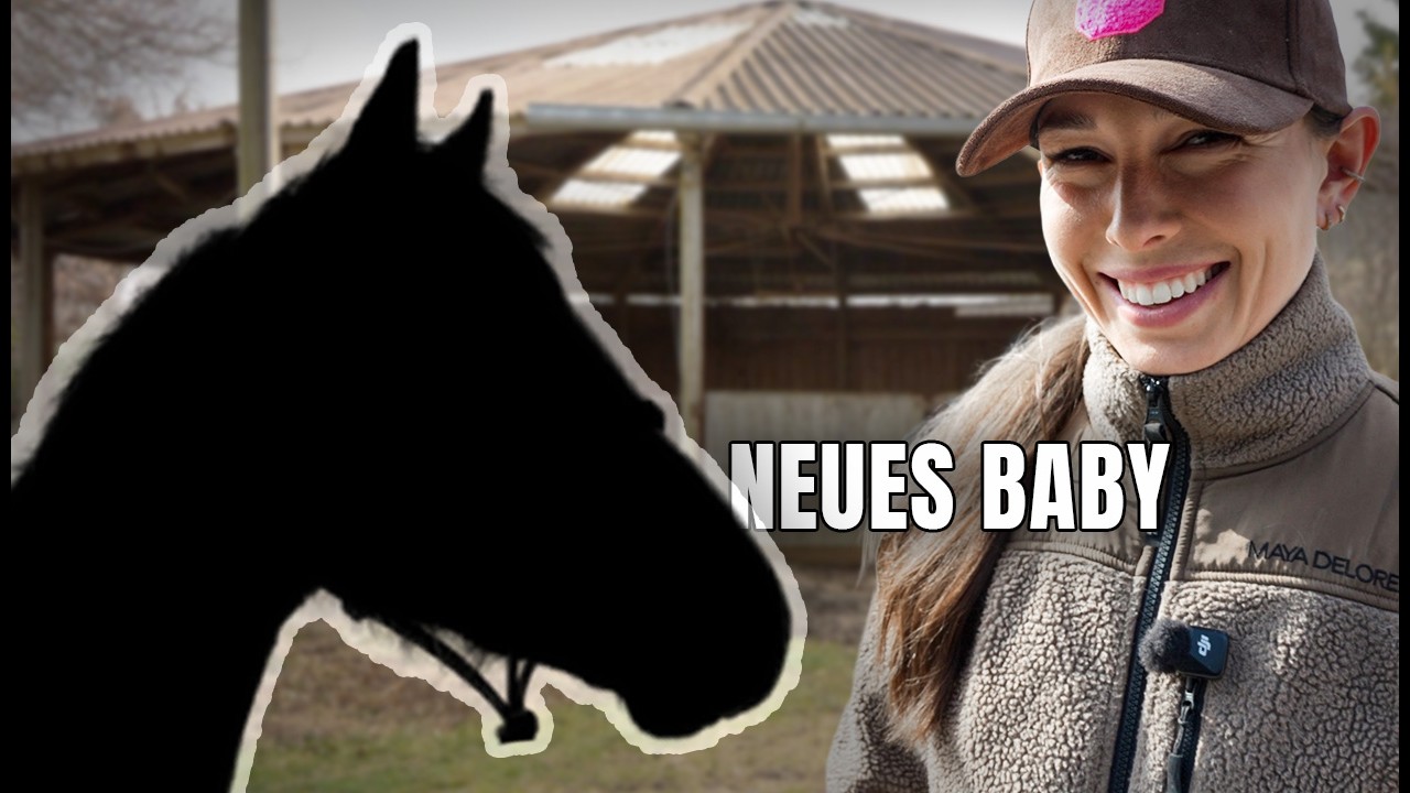 Neues Pferd im Stall 🐎 | Jungpferd aus eigener Zucht | Dodo (Teil 1)