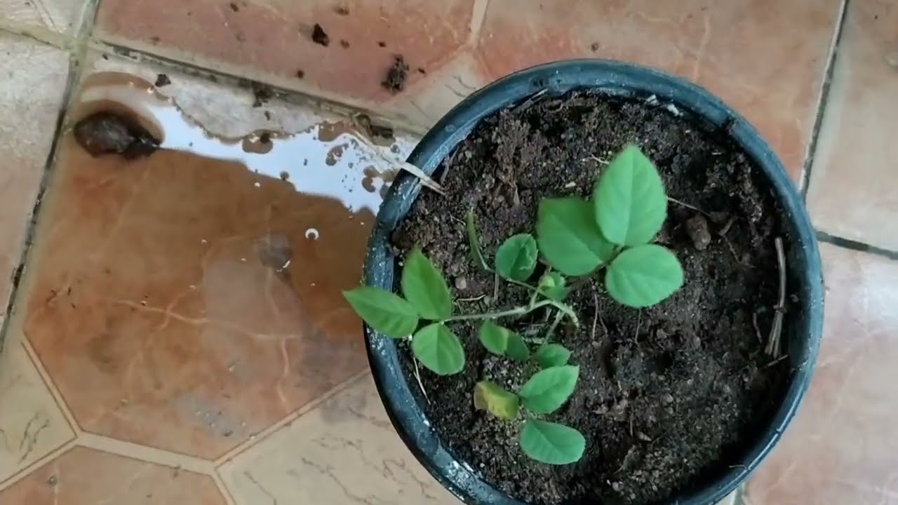 Propagate Rose plant with stem