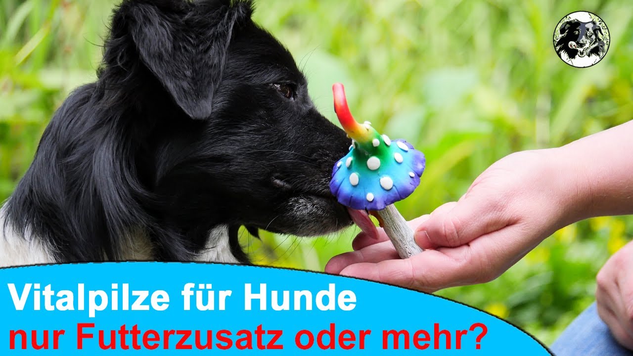 Vitalpilze für Hunde. Was bewirkt Mykotherapie?